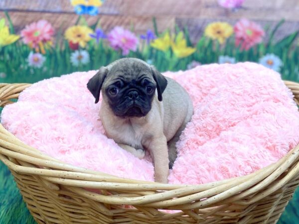 Pug DOG Female Fawn 14856 Petland Chillicothe, Ohio