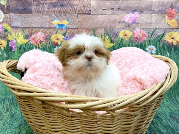 Shih Tzu-DOG-Male-Red / White-14871-Petland Chillicothe, Ohio