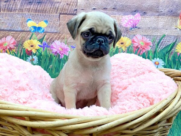 Pug DOG Male BLK 14870 Petland Chillicothe, Ohio
