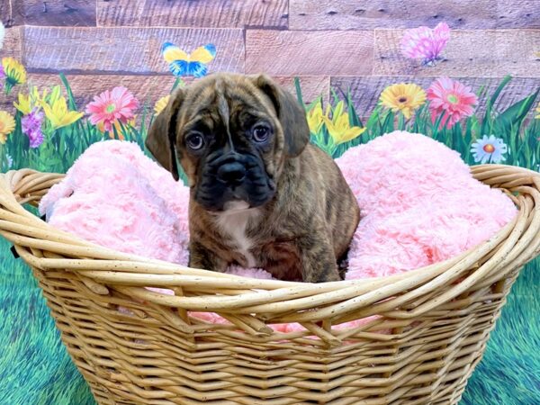Bull Puggle DOG Female BROWN MERLE 14869 Petland Chillicothe, Ohio