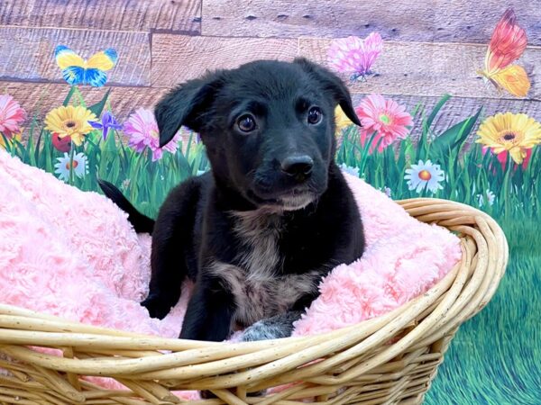 Border Heeler DOG Male Black 14868 Petland Chillicothe, Ohio
