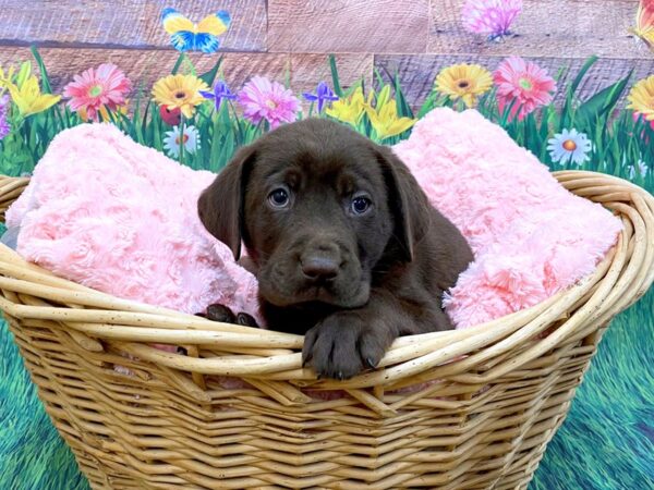 Labrador Retriever DOG Male Chocolate 14867 Petland Chillicothe, Ohio