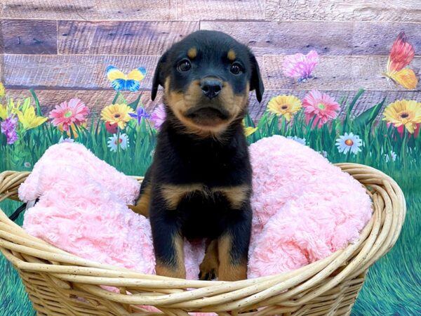 Rottweiler DOG Female Black / Mahogany 14865 Petland Chillicothe, Ohio