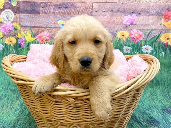 Golden Retriever-DOG-Male-Golden-14864-Petland Chillicothe, Ohio