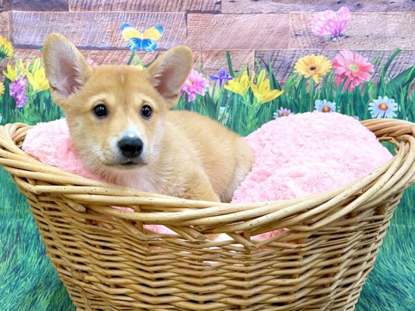 Pembroke Welsh Corgi/Shiba Inu DOG Male Red 14863 Petland Chillicothe, Ohio