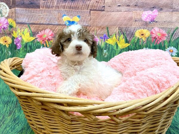 Bichapoo DOG Male Chocolate 14861 Petland Chillicothe, Ohio