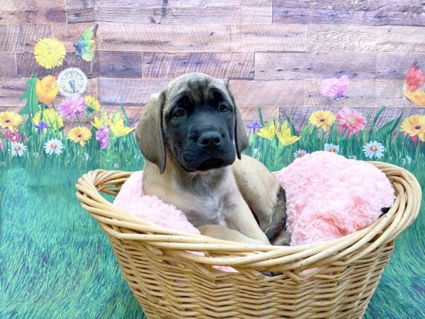 Mastiff DOG Female Fawn 14859 Petland Chillicothe, Ohio