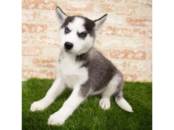 Siberian Husky DOG Female Black / White 14876 Petland Chillicothe, Ohio