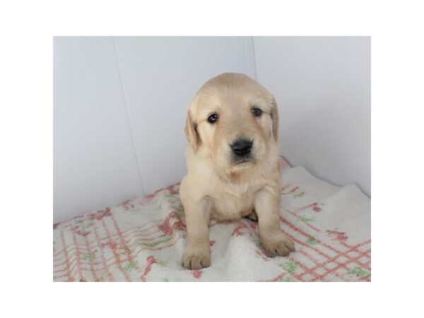 Golden Retriever DOG Female Light Golden 14888 Petland Chillicothe, Ohio
