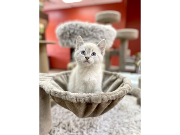 Adopt A Pet Siamese Mix-CAT-Male-white-14891-Petland Chillicothe, Ohio