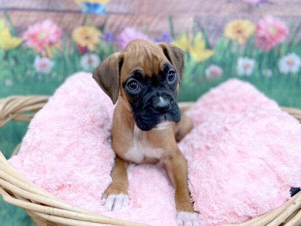 Boxer DOG Female 14889 Petland Chillicothe, Ohio