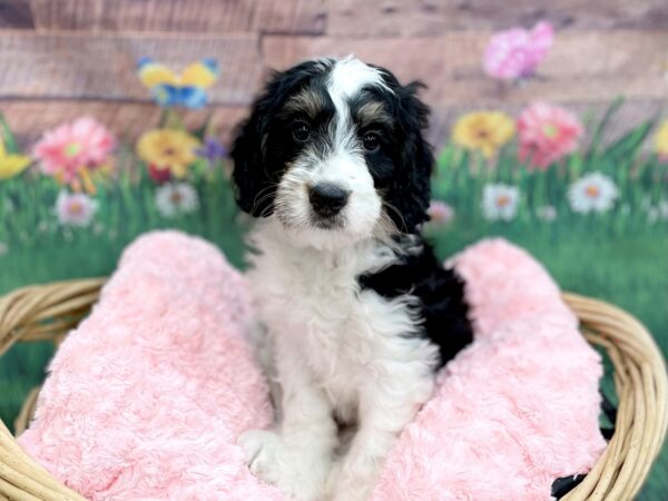 Mini Bernedoodle-DOG-Female-Black White / Tan-14885-Petland Chillicothe, Ohio