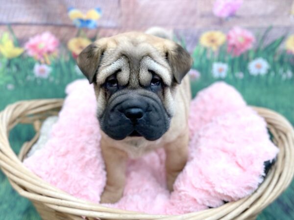 Ori Pei-DOG-Male-Fawn-14884-Petland Chillicothe, Ohio