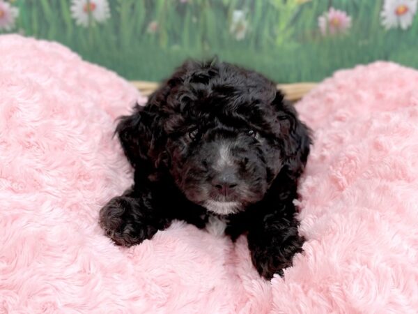 Poo Chon-DOG-Male-BLK-14883-Petland Chillicothe, Ohio