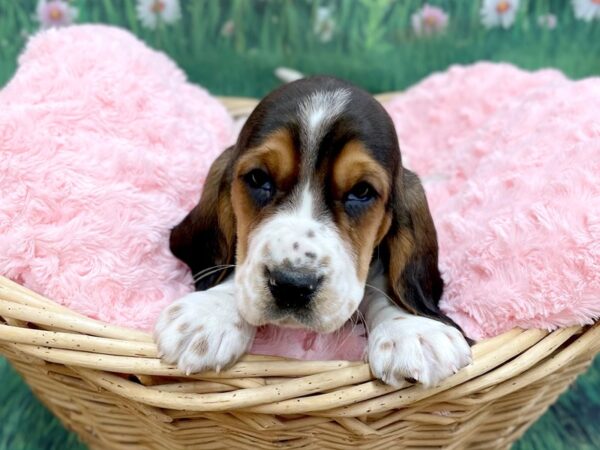 Basset Hound DOG Female Tri 14881 Petland Chillicothe, Ohio