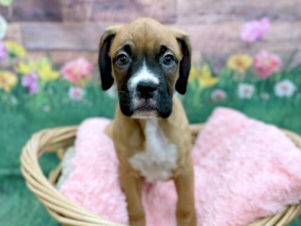 Boxer DOG Male Fawn White 14880 Petland Chillicothe, Ohio