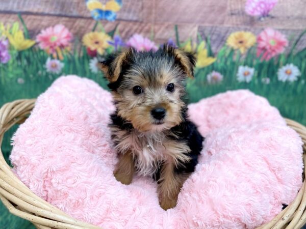 Yorkshire Terrier DOG Male Black / Tan 14877 Petland Chillicothe, Ohio