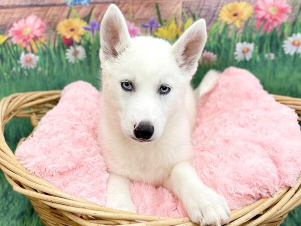Siberian Husky DOG Female White 14875 Petland Chillicothe, Ohio