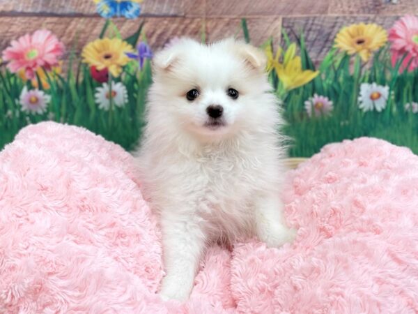 Pomeranian DOG Male Cream 14874 Petland Chillicothe, Ohio