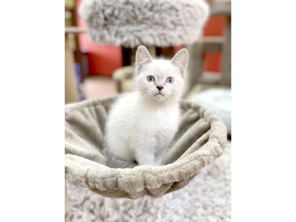 Adopt A Pet Siamese Mix CAT Female White 14872 Petland Chillicothe, Ohio