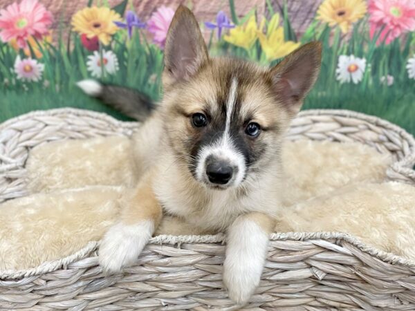 Pomsky DOG Male Sable 14900 Petland Chillicothe, Ohio