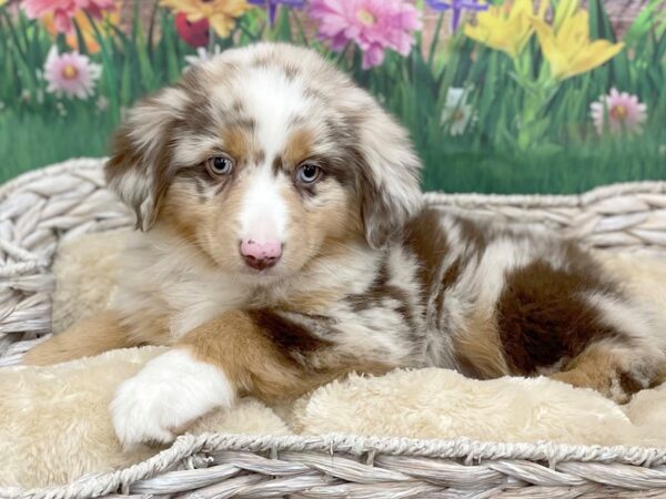 Miniature American Shepherd DOG Female Red Merle 14899 Petland Chillicothe, Ohio