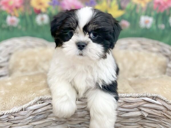 Lhasa Apso DOG Male Black 14898 Petland Chillicothe, Ohio