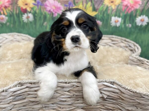 Cocker Spaniel DOG Male Black / Tan 14897 Petland Chillicothe, Ohio