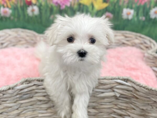 Maltese DOG Male White 14896 Petland Chillicothe, Ohio