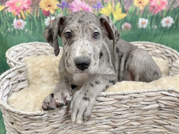 Great Dane DOG Male Merle 14895 Petland Chillicothe, Ohio