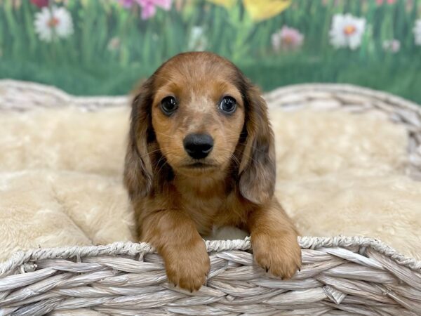 Dachshund DOG Male Wild Boar 14894 Petland Chillicothe, Ohio