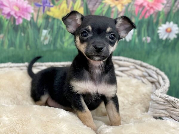 Chihuahua DOG Male Black / Tan 14893 Petland Chillicothe, Ohio