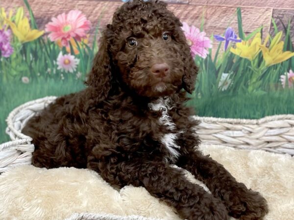 2nd Generation Mini Goldendoodle-DOG-Female-Chocolate-14892-Petland Chillicothe, Ohio