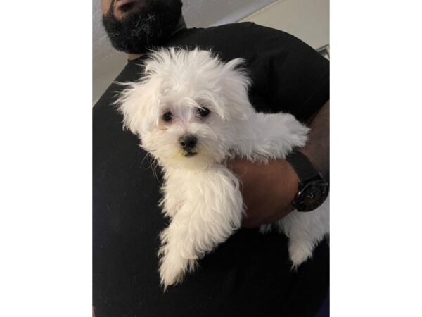 Maltese DOG Male White 14833 Petland Chillicothe, Ohio