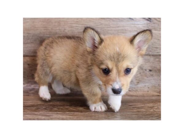 Pembroke Welsh Corgi DOG Female Sable / White 14906 Petland Chillicothe, Ohio