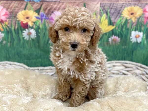 Poodle-DOG-Male-Apricot-14915-Petland Chillicothe, Ohio