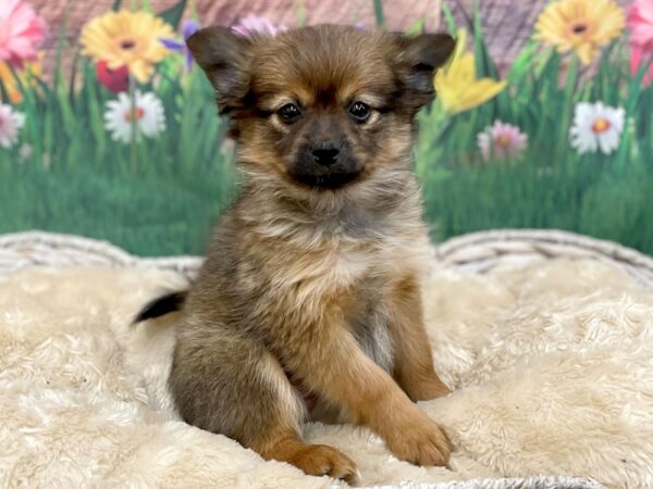 Pomeranian DOG Female Dark Sable 14914 Petland Chillicothe, Ohio