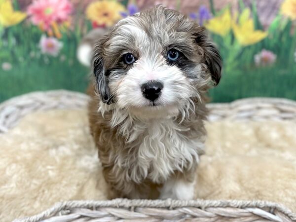 Aussiedoodle-DOG-Female-Blue Merle-14913-Petland Chillicothe, Ohio