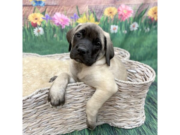 English Mastiff DOG Male Fawn 14912 Petland Chillicothe, Ohio