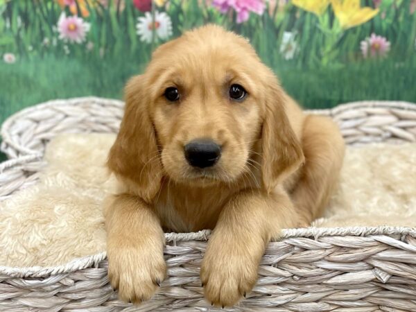 Golden Retriever DOG Male Dark Red 14911 Petland Chillicothe, Ohio