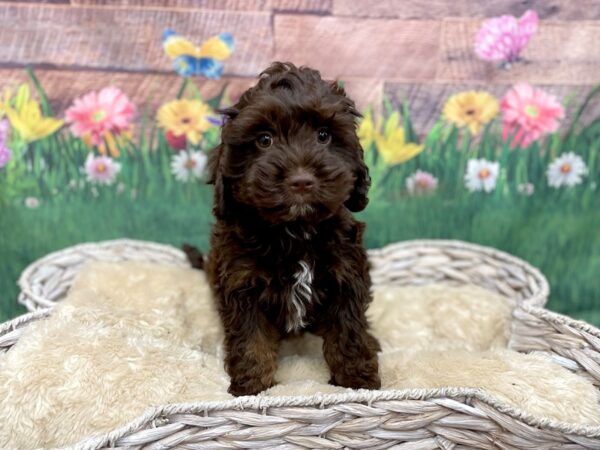 Cock A Poo-DOG-Male-Chocolate-14910-Petland Chillicothe, Ohio