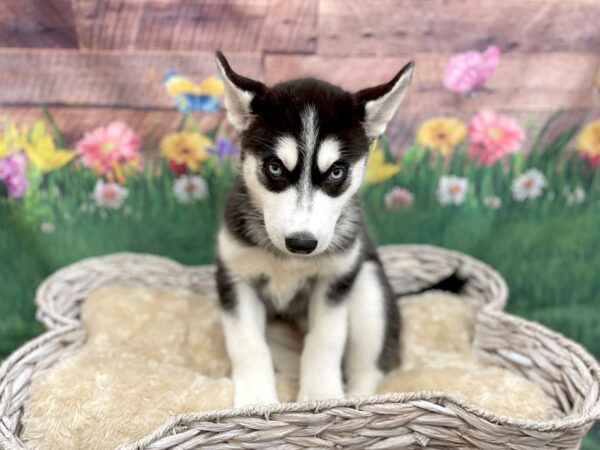 Siberian Husky DOG Female Black / White 14908 Petland Chillicothe, Ohio