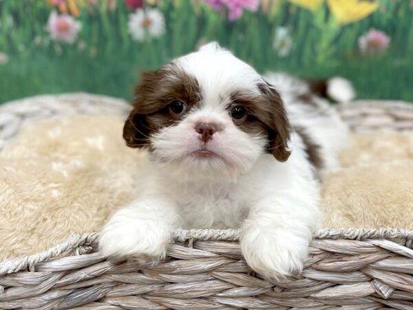 Shih Tzu DOG Male Liver / White 14907 Petland Chillicothe, Ohio