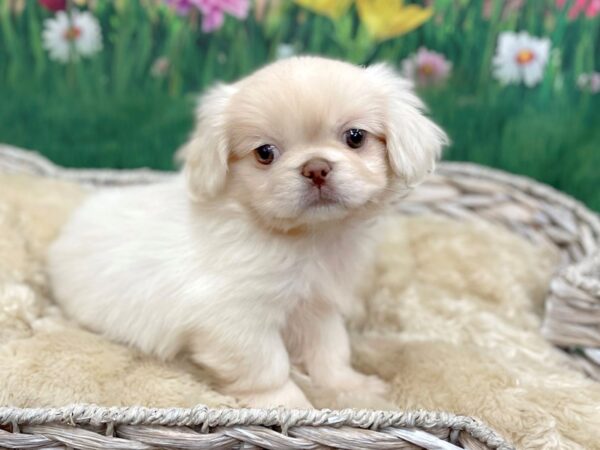 Pekingese DOG Female Cream 14905 Petland Chillicothe, Ohio