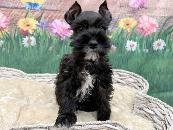 Black mini schnauzer best sale puppy