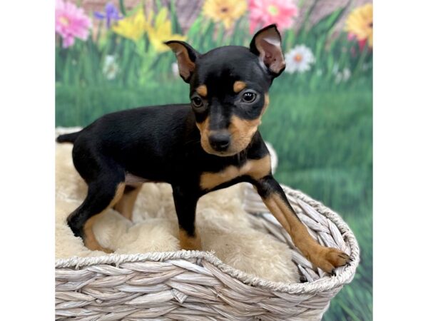 Miniature Pinscher DOG Female Black / Tan 14903 Petland Chillicothe, Ohio