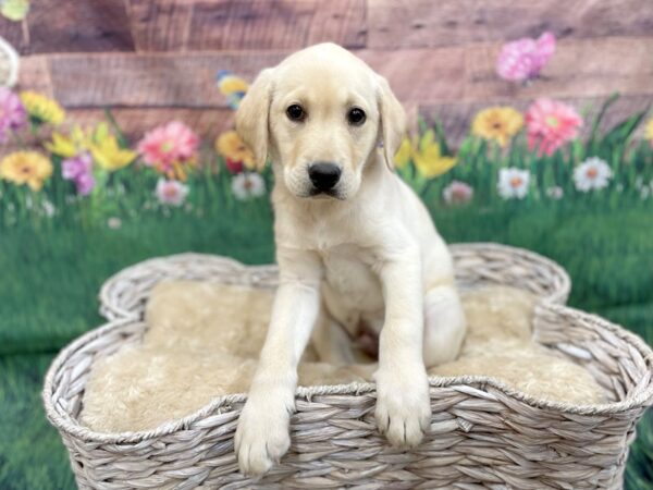 Labrador Retriever DOG Male Yellow 14902 Petland Chillicothe, Ohio