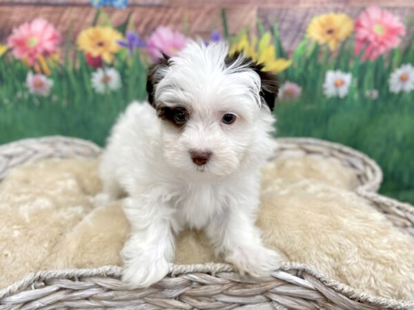 Havanese DOG Female Black 14901 Petland Chillicothe, Ohio