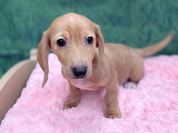 Dachshund DOG Male Cream 14930 Petland Chillicothe, Ohio