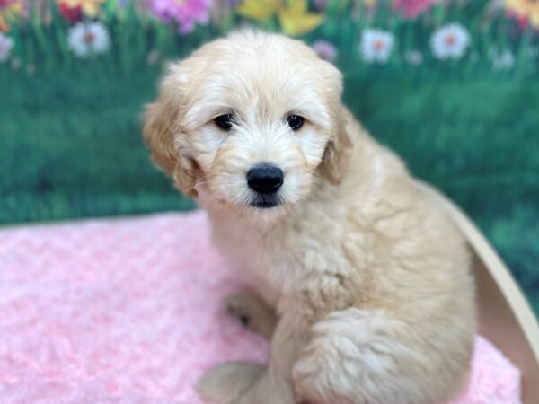 Goldendoodle Mini-DOG-Male-Golden-14928-Petland Chillicothe, Ohio